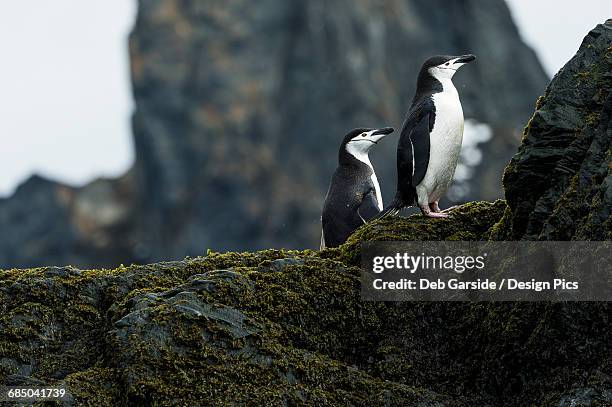 chinstrap penguins (pygoscelis antarctica) standing on lichen covered rocks - elephant island south shetland islands stock-fotos und bilder
