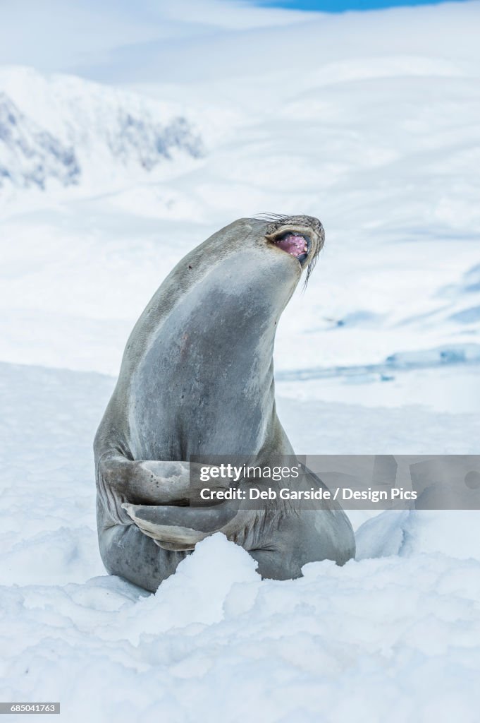 Southern Elephant Seal (Mirounga leonina) looking up with mouth open, Neko Harbour, Antarctic Peninsula