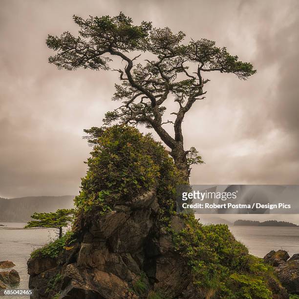 a tree stands alone on a rocky hill top along the shores of haida gwaii - queen charlotte islands stock-fotos und bilder