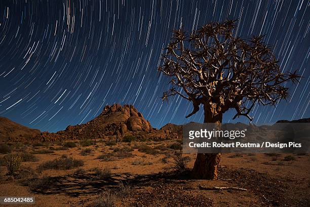 star trails above a quiver tree (kokerboom or aloe dichotoma) in richtersveld national park - quiver tree stock pictures, royalty-free photos & images