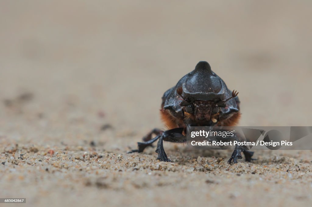 Rhinoceros beetle (Dynastinae), also known as the Hercules Beetle, Sabi Sand Game Reserve
