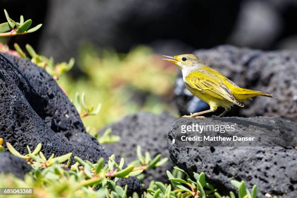 galapagos yellow warbler - chipe amarillo fotografías e imágenes de stock