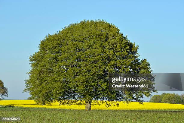 lime tree in the middle of fields in spring - lime tree stock pictures, royalty-free photos & images