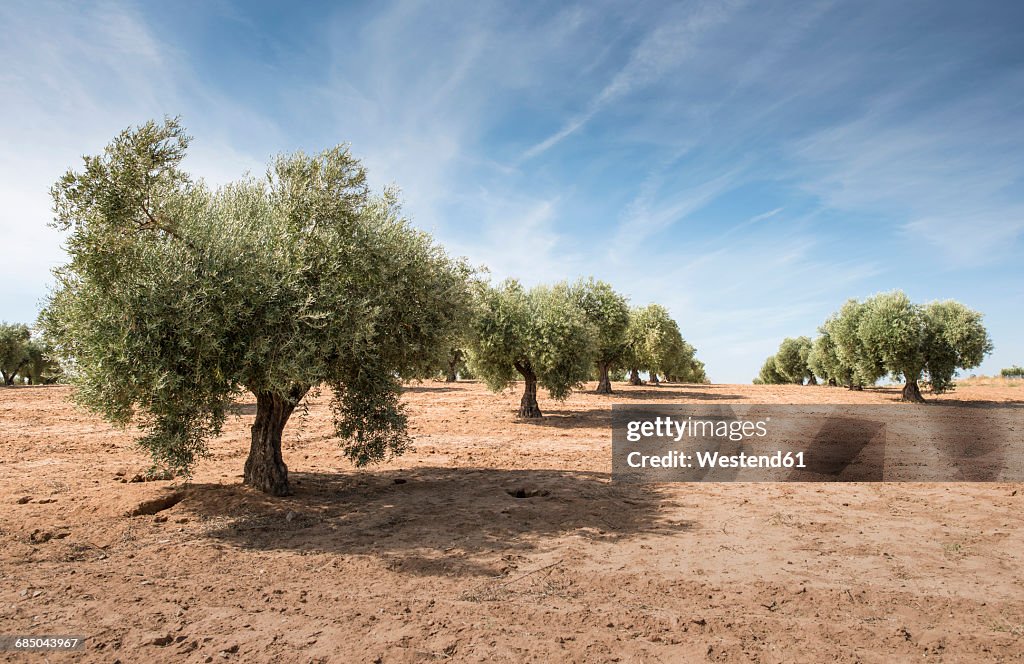 Spain, Ciudad Real, olive tree plantation