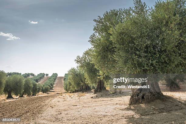 spain, ciudad real, olive tree plantation - castilië-la-mancha stockfoto's en -beelden