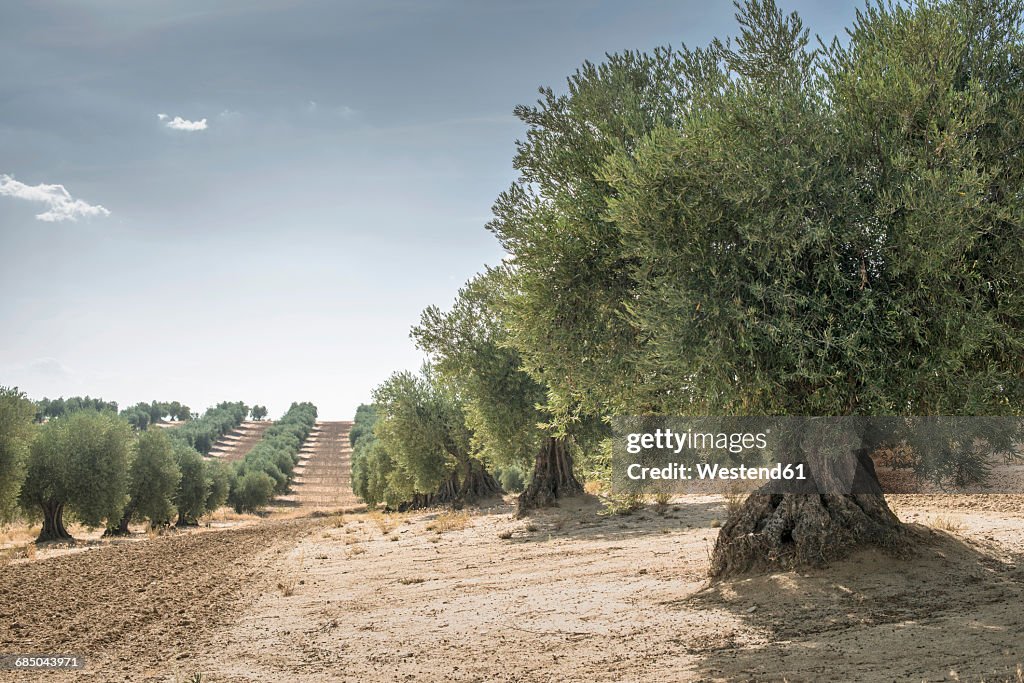Spain, Ciudad Real, olive tree plantation