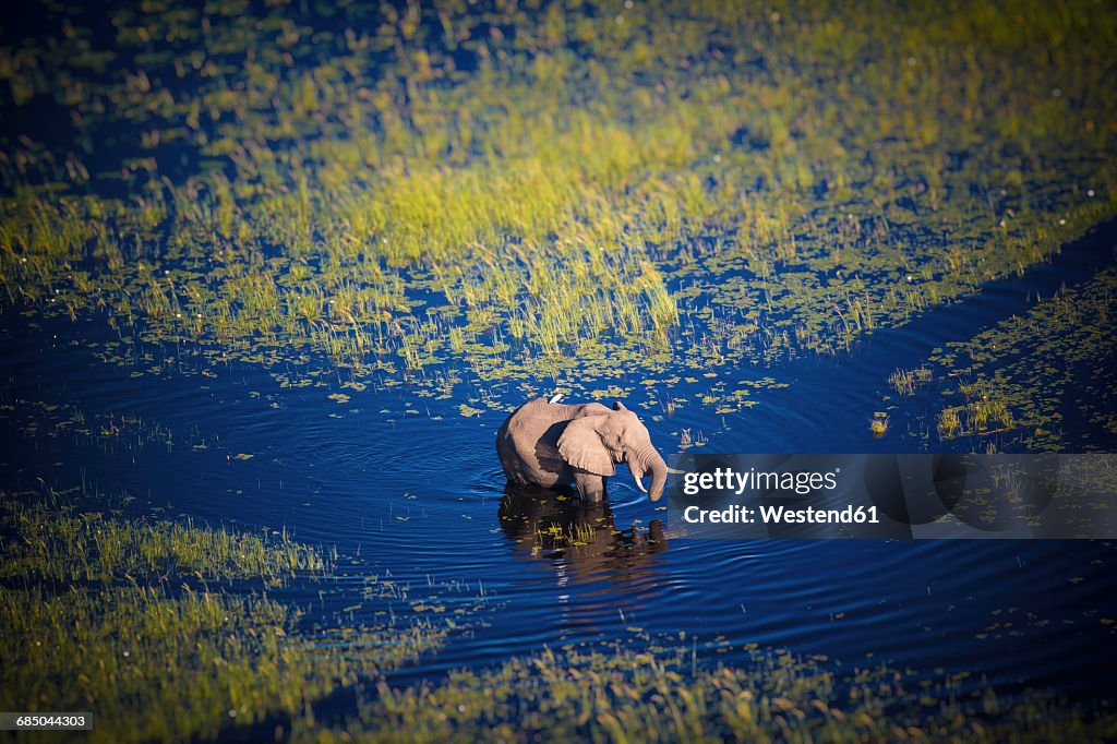 Botswana, Elephant walking in Okavango river at high water