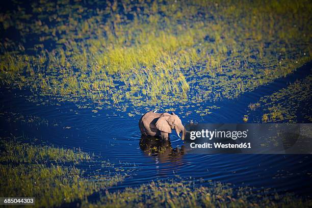 botswana, elephant walking in okavango river at high water - botsuana imagens e fotografias de stock