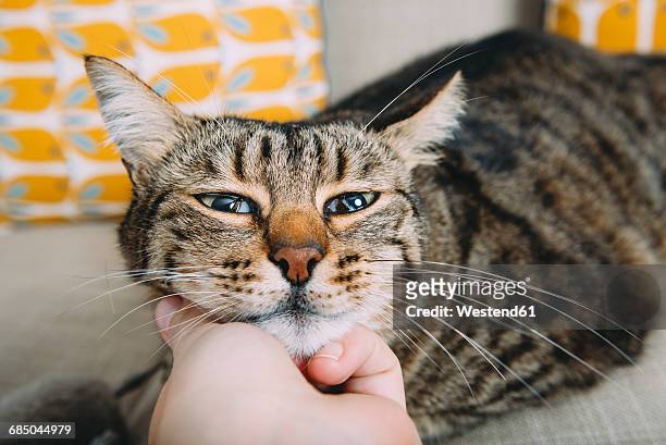 hand of woman stroking tabby cat - fond - fotografias e filmes do acervo