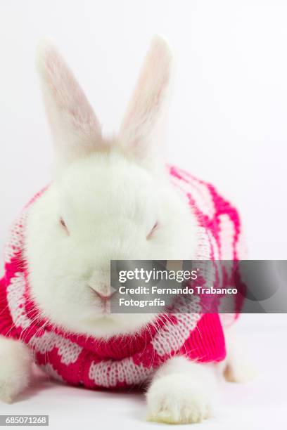 white rabbit sleeps wrapped in woolen pajamas, oryctolagus cuniculus domesticus - white rabbit ストックフォトと画像