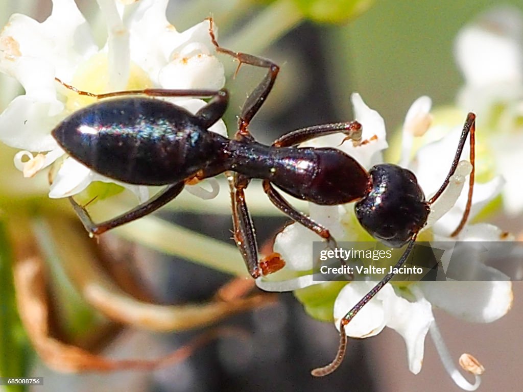 Carpenter Ant (Camponotus sylvaticus)