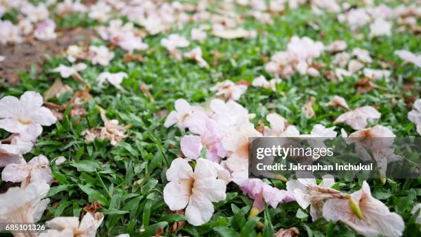fallen pink trumpet flower or tabebuia rosea in on green grass in public park - tabebuia stock pictures, royalty-free photos & images