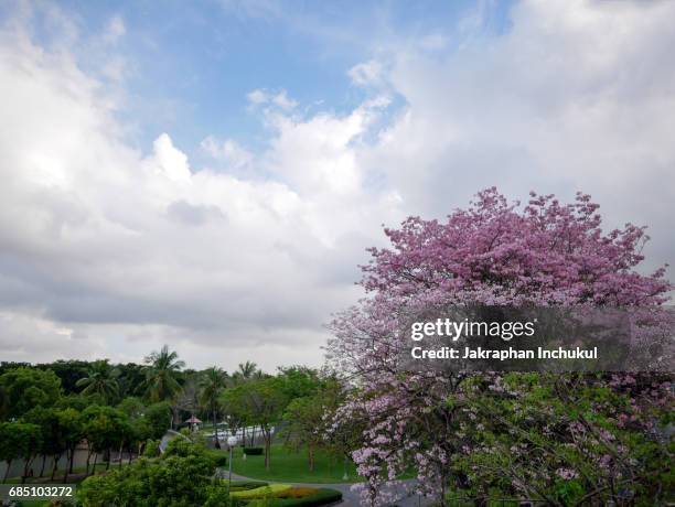 pink trumpet tree or tabebuia rosea in public park with sky - tabebuia stock pictures, royalty-free photos & images