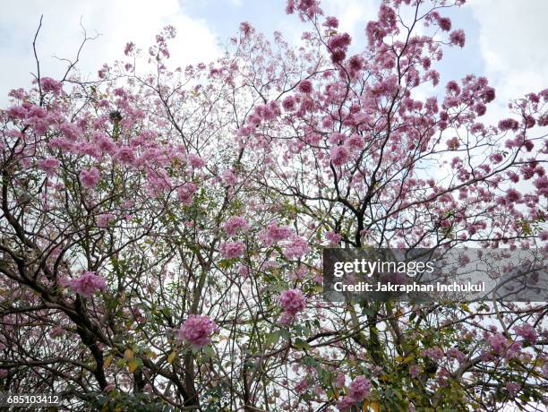 low angel view of pink trumpet tree or tabebuia rosea in public park with sky - tabebuia stock pictures, royalty-free photos & images