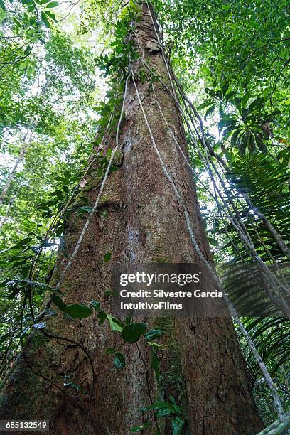 big tree in amazon rainforest - amazon vines stock-fotos und bilder