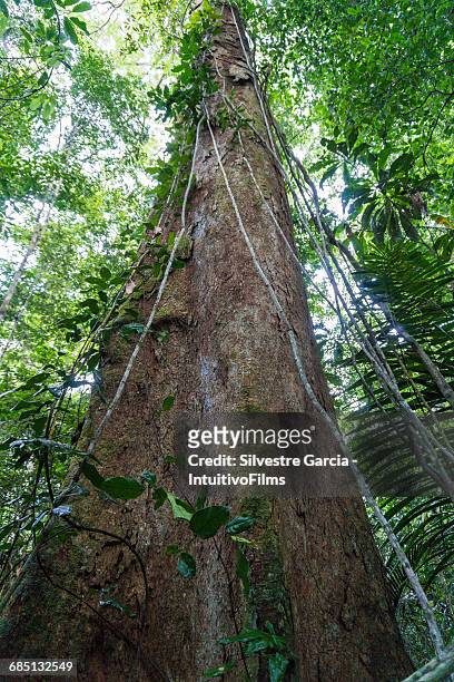 big tree in amazon rainforest - amazon vines stock pictures, royalty-free photos & images