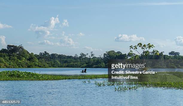 beautiful amazon river and rainforest - fauna silvestre stock-fotos und bilder