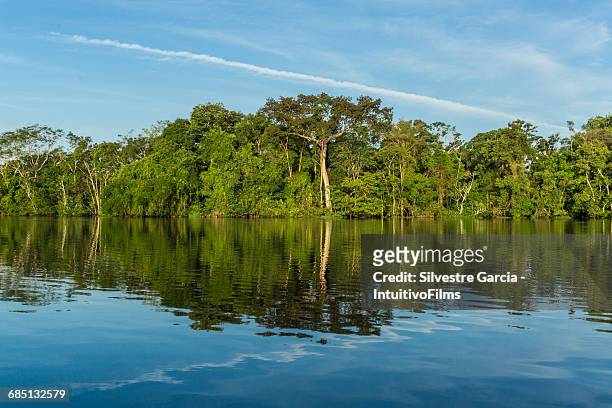beautiful amazon river and rainforest - river amazon 個照片及圖片檔