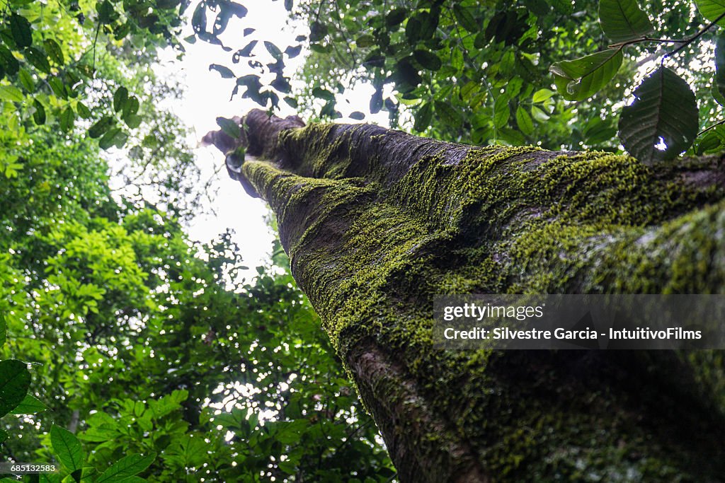 Amazon rain forest tree