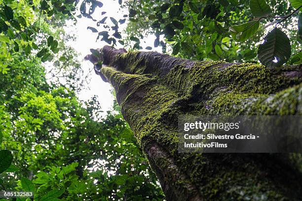 amazon rain forest tree - amazon rainforest stock pictures, royalty-free photos & images