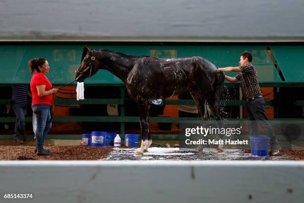 Kentucky Derby winner Always Dreaming is bathed after training for the upcoming Preakness Stakes at Pimlico Race Course on May 19, 2017 in Baltimore,...