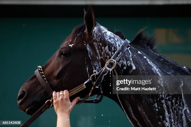 Kentucky Derby winner Always Dreaming is bathed after training for the upcoming Preakness Stakes at Pimlico Race Course on May 19, 2017 in Baltimore,...