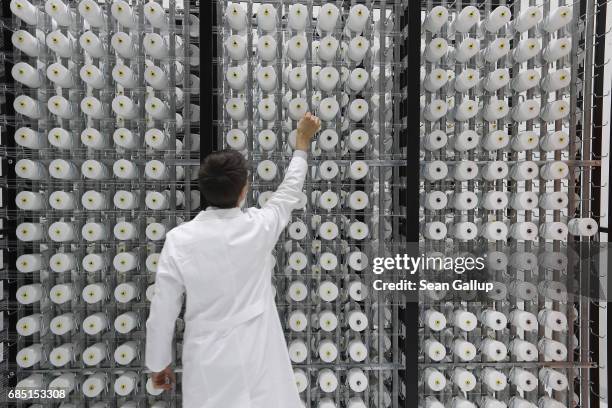 Trainee from the Fraunhofer Institute for scientific research, at the request of present media, checks spools of plastic fibre at a test loom for...