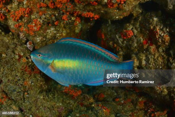 princess parrotfish (terminal phase). - parrot fish stock pictures, royalty-free photos & images