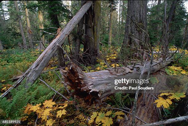 Leaves, , ferns and trees on the forest floor around a fallen rotting red cedar tree. The forest, near Slim Creek along Highway 16 east of Prince...