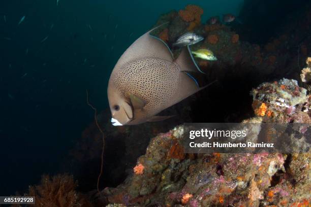 gray angelfish. - gray angelfish fotografías e imágenes de stock