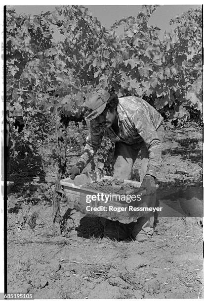 Worker harvests cabernet sauvignon grapes at the Pine Ridge Winery in Napa, California.