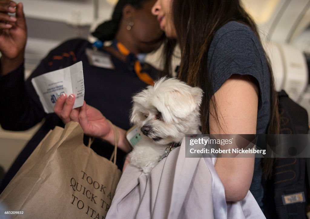 Pets On Board A JetBlue Flght