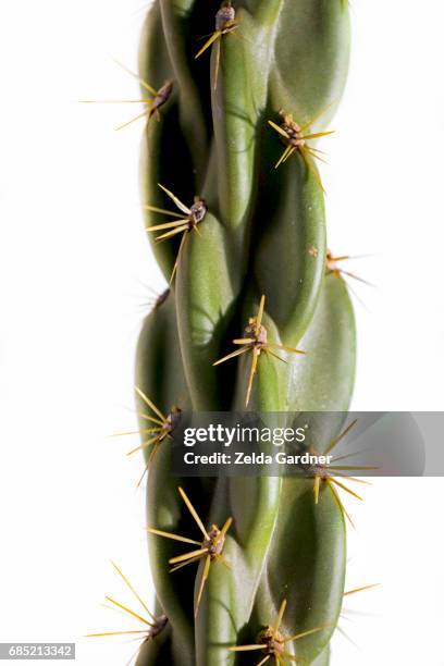 cactus isolated on white background - cactus white background stock-fotos und bilder