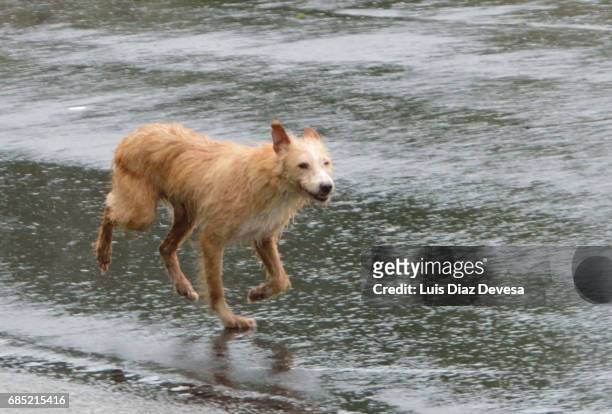 dog running on street during day rainy - cagayan de oro stockfoto's en -beelden
