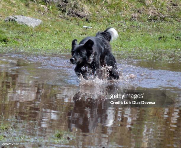 dog running - german shepherd teeth stockfoto's en -beelden