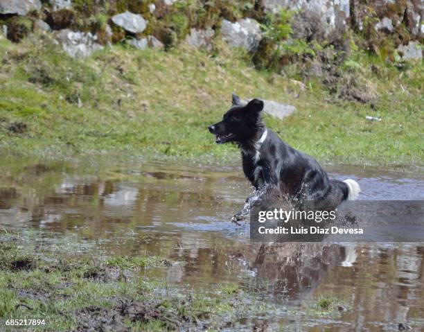 dog running - chinook dog ストックフォトと画像