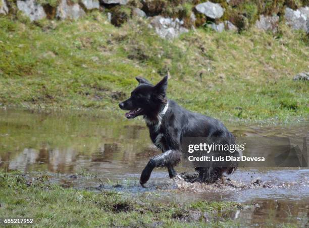 dog running - chinook dog ストックフォトと画像