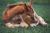 Red foal sleeping on a meadow