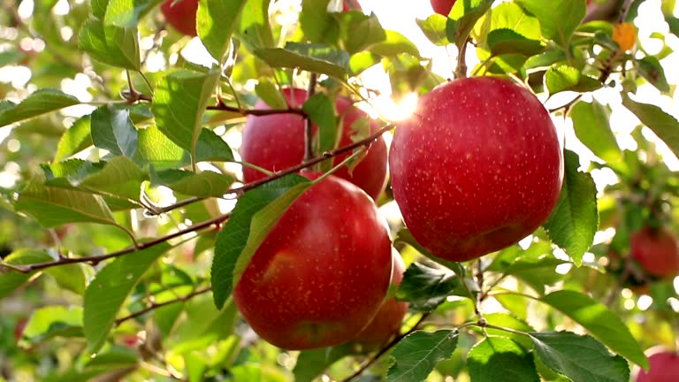 https://media.gettyimages.com/id/685283112/video/the-farmer-is-harvesting-apples-of-the-fuji-variety.jpg?b=1&s=640x640&k=20&c=migGN2REy2Y2UvkpS-qZjnvEciIR5P3dQodBKB6FxwM=