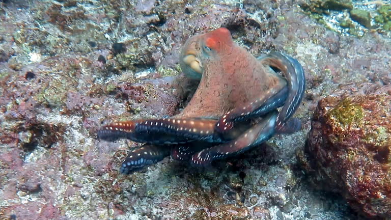 Octopus Video Octopus Tentacles Underwater Videos and HD Footage - Getty Images