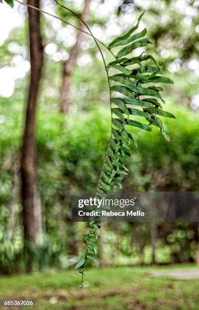 fern leaf hanging - polypodiaceae stock pictures, royalty-free photos & images