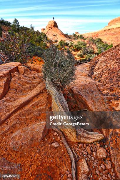 arches nationaal park double o arch wandelweg - devils garden arches national park stockfoto's en -beelden