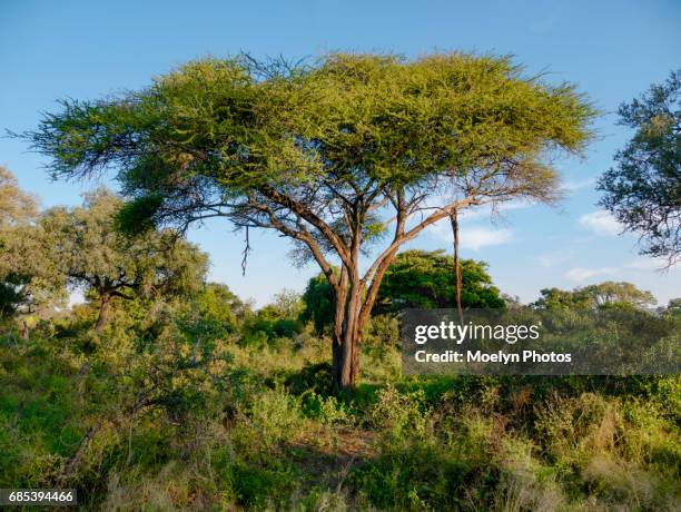 umbrella thorn acacia tree - vachellia tortilis stockfoto's en -beelden