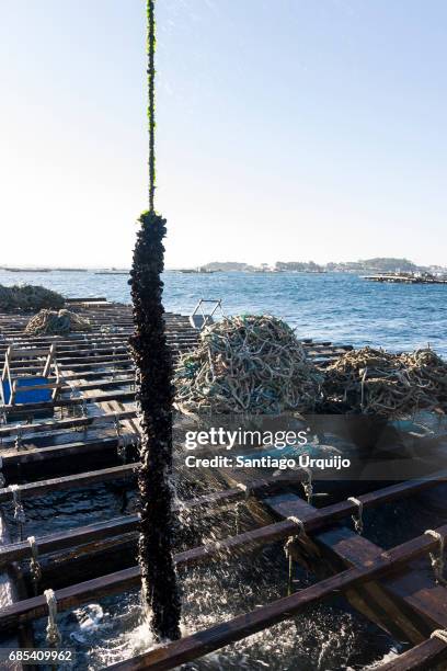 unloading ropes lined with mussels - fish hatchery stock-fotos und bilder