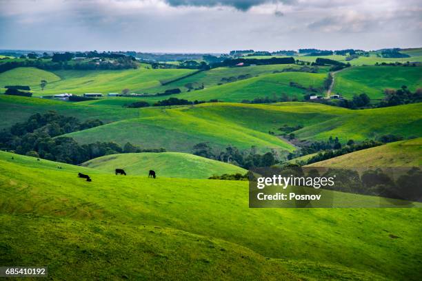 rolling hills of victoria gippsland - gippsland imagens e fotografias de stock