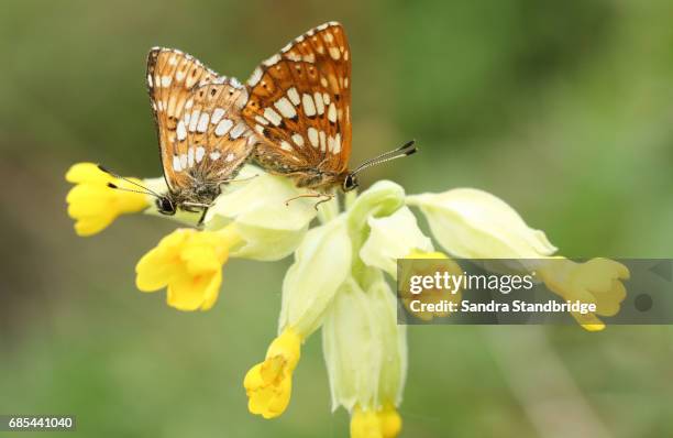 a rare mating pair of duke of burgundy butterfly (hamearis lucina) perched on a cowslip flower. - hamearis lucina stock pictures, royalty-free photos & images