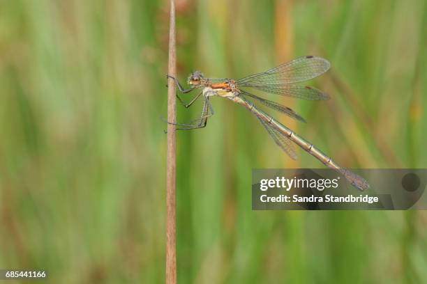 a beautiful female emerald damselfly (lestes sponsa) perched on a reed. - sponsa stock-fotos und bilder