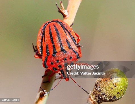 Bug (Graphosoma semipunctatum) Bug (Graphosoma semipunctatum)
