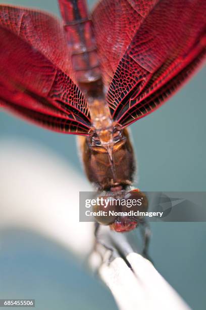 exotic view and close-up of neurothemis fluctuans dragonfly - ojo compuesto fotografías e imágenes de stock