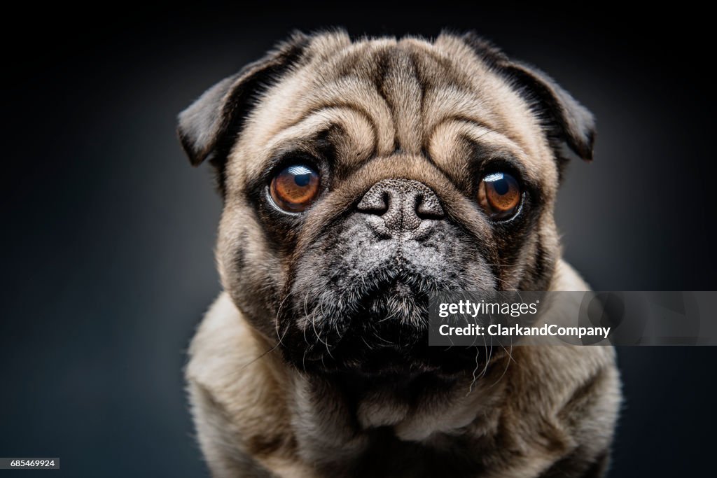 Grumpy Pug With A Very Sad Face High-Res Stock Photo - Getty Images